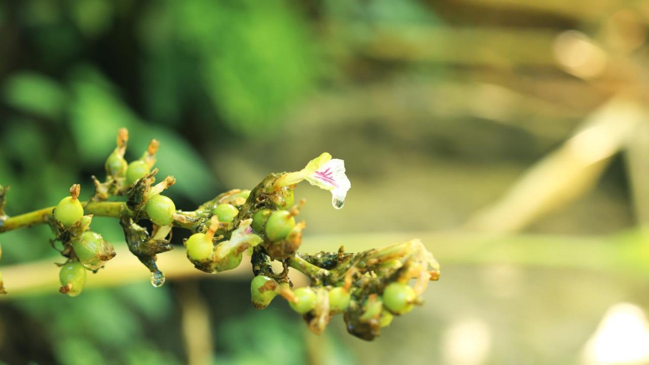 Shola Crown Resort - Munnar Chinnakanal エクステリア 写真