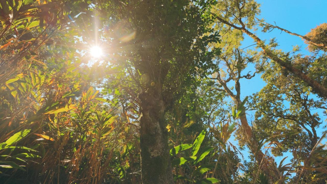 Shola Crown Resort - Munnar Chinnakanal エクステリア 写真