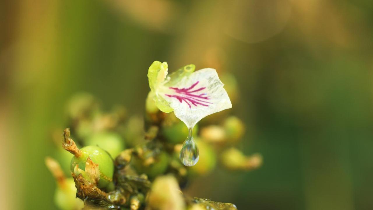 Shola Crown Resort - Munnar Chinnakanal エクステリア 写真